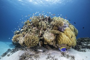 Ozen Reserve Bolifushi  Male Sud Maldive 18