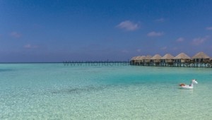 Sun Siyam Vilu Reef  Dhaalu Maldive 38