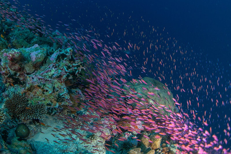 la Barriera corallina, reef alle Isole Maldive