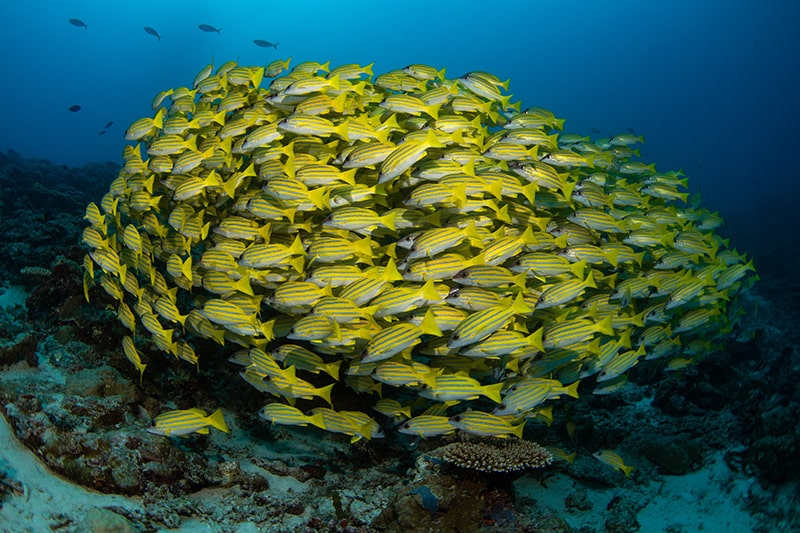 pesci, isole Maldive
