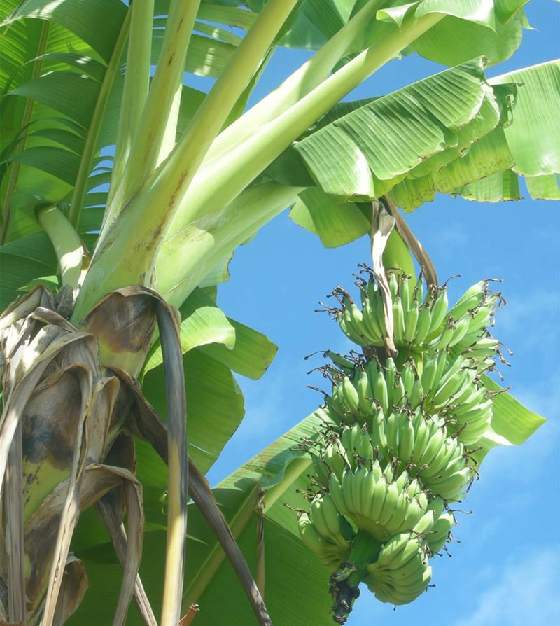 banano, flora, isole Maldive