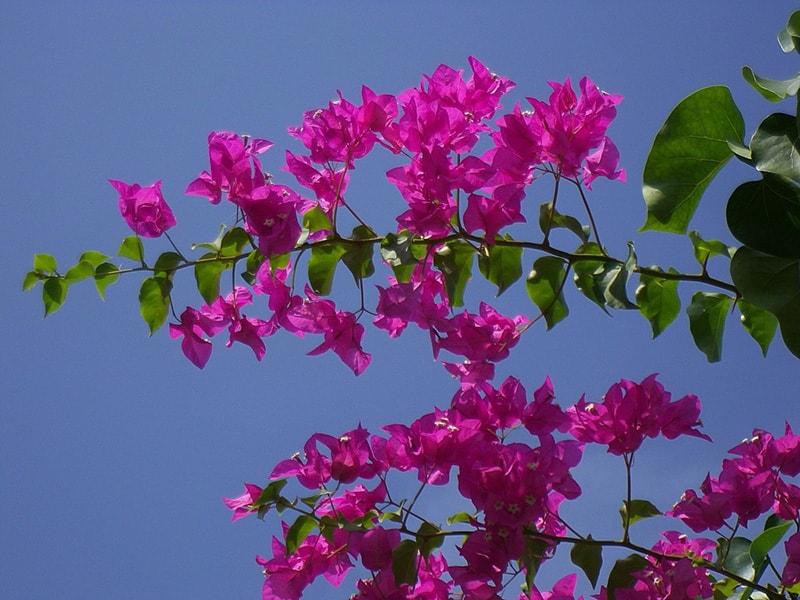 frangipani, flora, isole Maldive