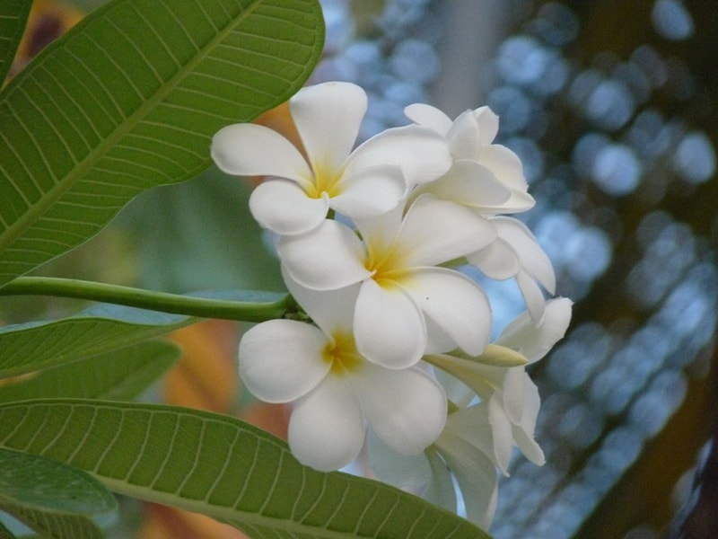 frangipani, flora, isole Maldive