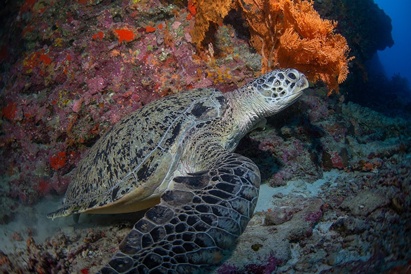 la Barriera corallina, reef alle Isole Maldive