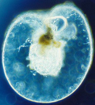 bioluminescenza, dinoflagellato Noctiluca Scintillans Unica, isole Maldive