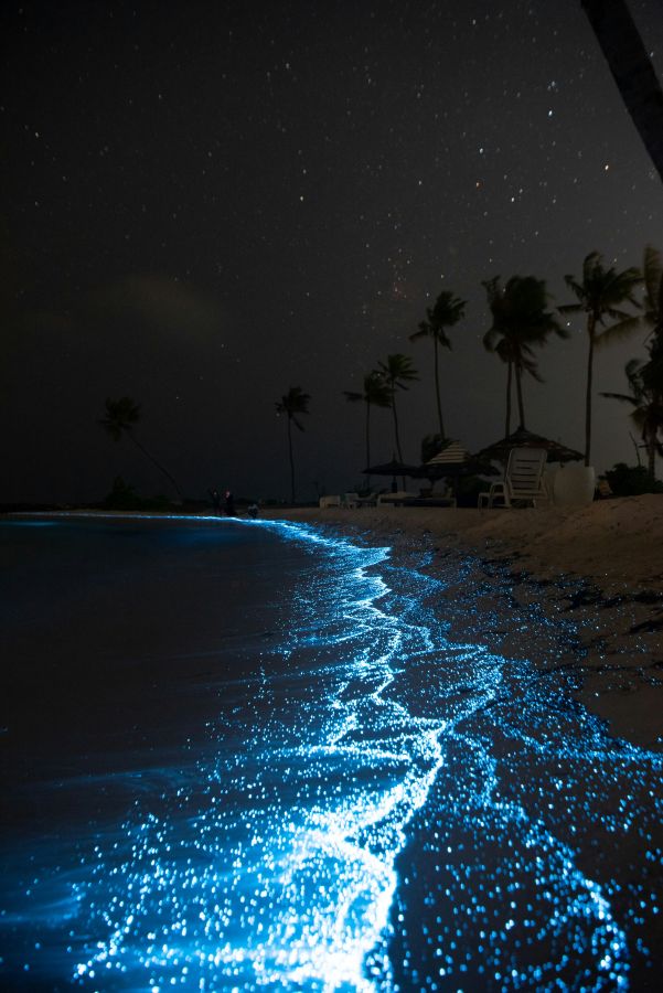 bioluminescenza, Vadhoo, isole Maldive