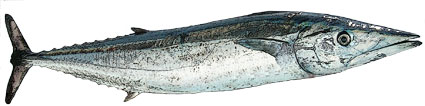 Acanthocybium solandri Acantocibio Scombridi Acanthocybium solandri Acantocibio Scombridi