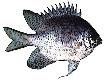 Amblyglyphidodon indicus  Damigella indiana  Pomacentridi