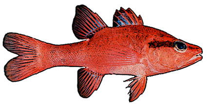 Apogon evermanni  Pesce cardinale di evermann  Apogonidi