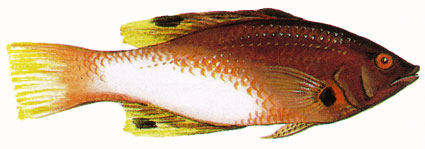 Bodianus axillaris  Pesce porco chiazzato  Labridi