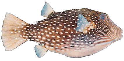 Canthigaster amboinensis  Pesce palla ragnatela  Tetraodontidi