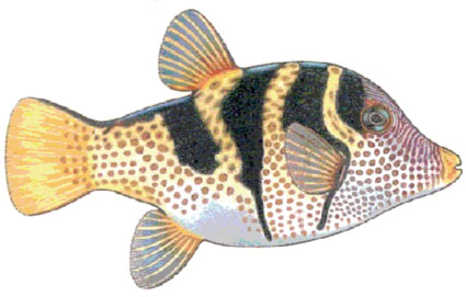 Canthigaster valentini  Pesce palla di valentini  Tetraodontidi