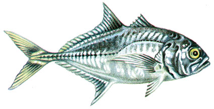 Caranx sexfasciatus  Trevally occhio grosso  Carangidi