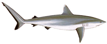 Carcharhinus amblyrhynchos  Squalo grigio di scogliera  Carcarinidi