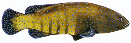 Cephalopholis argus  Cernia pavone  Serranidi