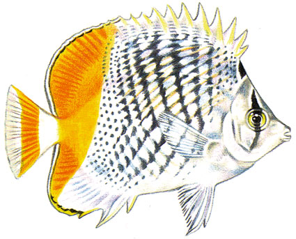 Chaetodon madagascariensis  Pesce farfalla del madagascar  Chetodontidi