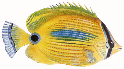 Chaetodon plebeius  Pesce farfalla macchia blu  Chetodontidi