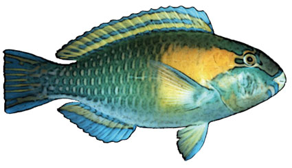 Chlorurus bowersi  Pesce pappagallo di bower  Scaridi