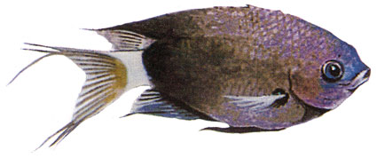 Chromis delta  Castagnola  Pomacentridi