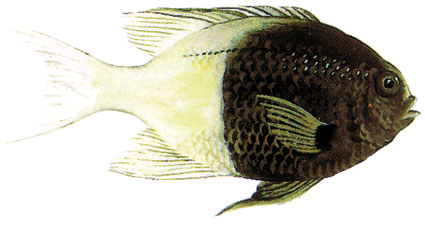 Chromis dimidiata  Castagnola bianca e nera  Pomacentridi