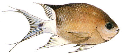 Chromis flavipectoralis  Castagnola della malesia  Pomacentridi