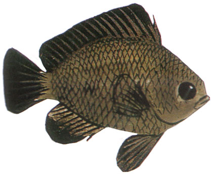 Chromis verater  Castagnola dalle 3 macchie  Pomacentridi