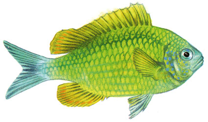 Chromis viridis  Castagnola azzurra  Pomacentridi