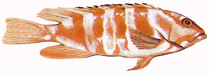 Epinephelus fasciatus  Cernia fasciata  Serranidi