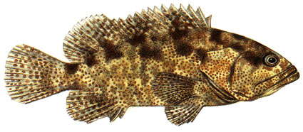 Epinephelus microdon  Cernia a denti piccoli  Serranidi