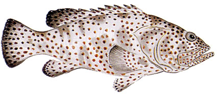 Epinephelus tauvina  Cernia maculata  Serranidi