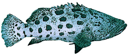 Epinephelus  Cernia gigante  Serranidi