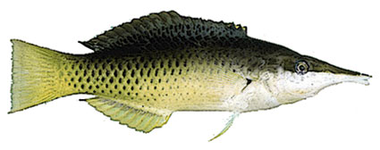 Gomphosus Labro verde Labridi Gomphosus Labro verde Labridi