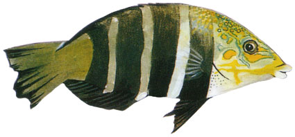 Hemigymnus fasciatus  Labro fasciato  Labridi