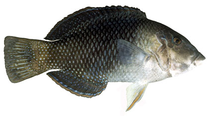 Hemigymnus melapterus  Labro occhio nero  Labridi