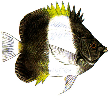 Hemitaurichthys zoster Pesce farfalla piramide Chetodontidi Hemitaurichthys zoster Pesce farfalla piramide Chetodontidi