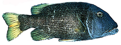 Lethrinus erythracanthus  Pesce imperatore dalla macchia arancione  Letrinidi