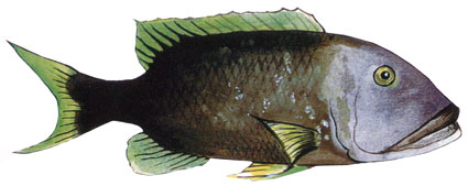 Lethrinus kallopterus  Pesce imperatore    Letrinidi