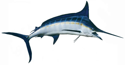 Makaira indica  Marlin  Istioforidi