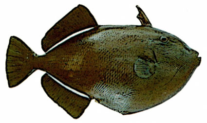 Melichthys indicus  Pesce balestra indiano  Balistidi