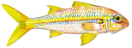 Mulloidichthys vanicolensis  Triglia a pinna gialla  Mullidi