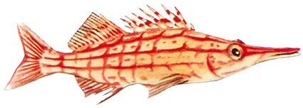 Oxycirrhites typus  Pesce falco a scacchi rossi  Cirritidi