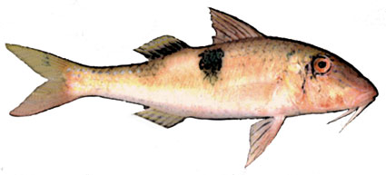 Parupeneus pleurostigma Triglia dalla macchia Mullidi Parupeneus pleurostigma Triglia dalla macchia Mullidi