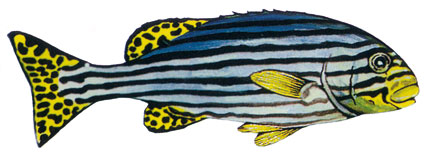 Plectorhinchus orientalis  Grugnitore orientale  Emulidi