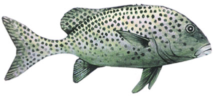 Plectorhinchus picus  Grugnitore dolcilabbra  Emulidi