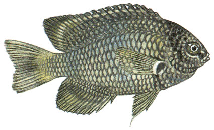 Pomacentrus indicus  Damigella indiana  Pomacentridi