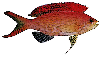 Pseudanthias  Anthias fiamma  Serranidi