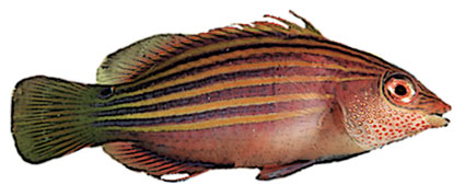 Pseudocheilinus  Pesce dalle sei linee  Labridi