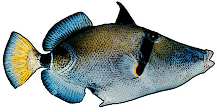 Rhinecanthus cinereus  Pesce balestra cinerino  Balistidi