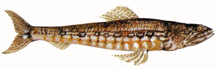 Synodus variegatus  Pesce lucertola variegato  Sinodontidi