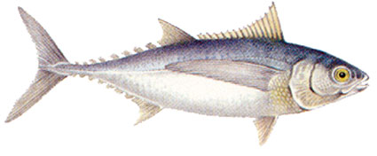 Gymnosarda unicolor Tonno dente di cane Scombridi Gymnosarda unicolor Tonno dente di cane Scombridi